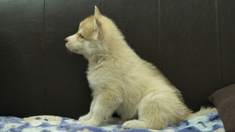 シベリアンハスキー子犬の写真No.202602166左側面3月28日現在