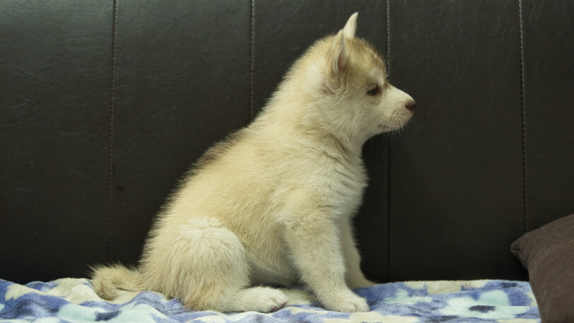 シベリアンハスキー子犬の写真No.202602167右側面3月28日現在