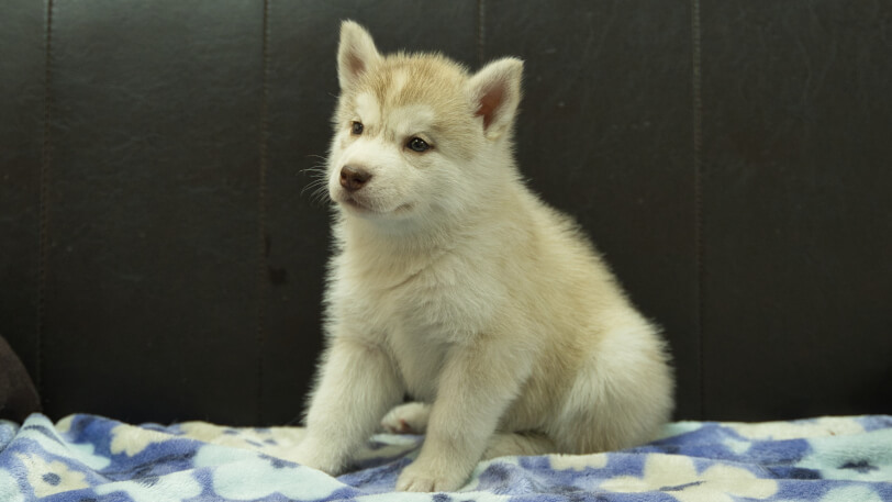 シベリアンハスキー子犬の写真No.202602167-4 3月28日現在