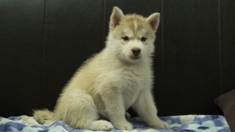 シベリアンハスキー子犬の写真No.202602167-5 3月28日現在