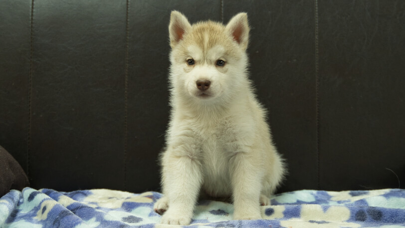 シベリアンハスキー子犬の写真No.202602167正面3月28日現在