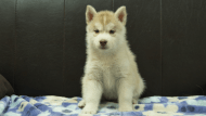 シベリアンハスキー子犬の写真No.202602167正面3月28日現在