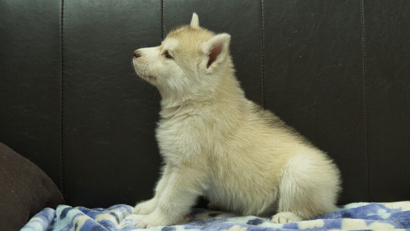 シベリアンハスキー子犬の写真No.202602167左側面3月28日現在