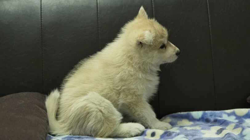 シベリアンハスキー子犬の写真No.202602171右側面3月28日現在
