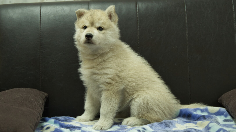 シベリアンハスキー子犬の写真No.202602171-4 3月28日現在