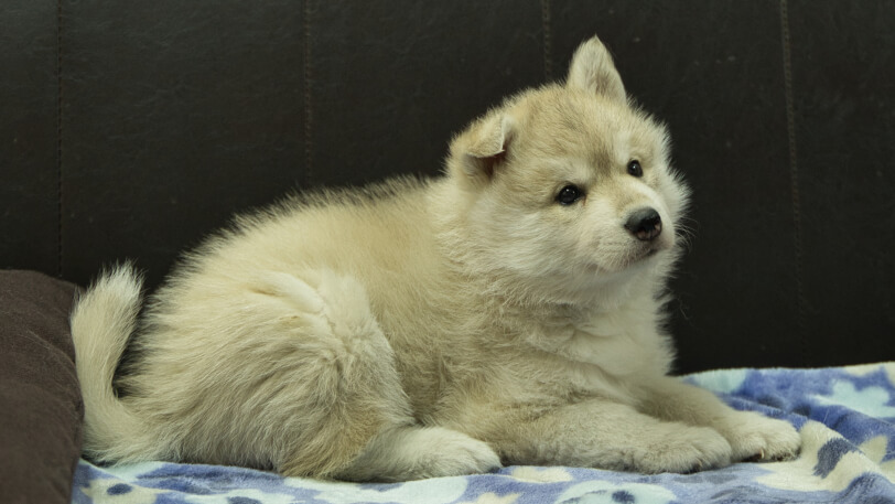 シベリアンハスキー子犬の写真No.202602171-5 3月28日現在