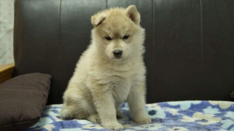 シベリアンハスキー子犬の写真No.202602171正面3月28日現在