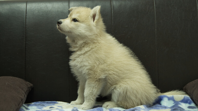 シベリアンハスキー子犬の写真No.202602171左側面3月28日現在