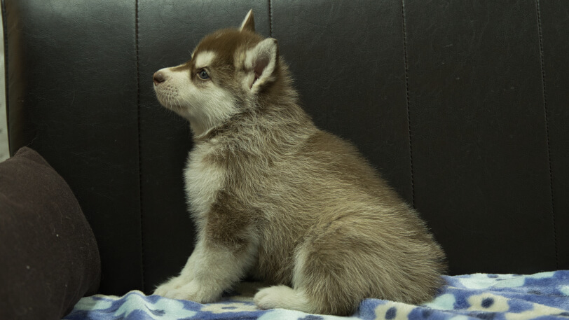 シベリアンハスキー子犬の写真No.202602161左側面3月28日現在