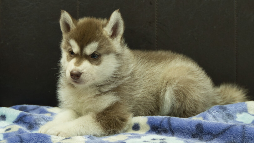 シベリアンハスキー子犬の写真No.202602162-4 3月28日現在