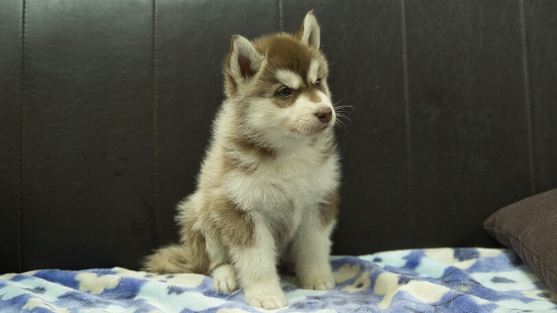 シベリアンハスキー子犬の写真No.202602162-5 3月28日現在