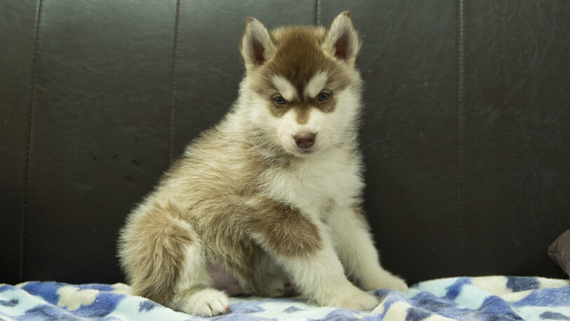 シベリアンハスキー子犬の写真No.202602162正面3月28日現在