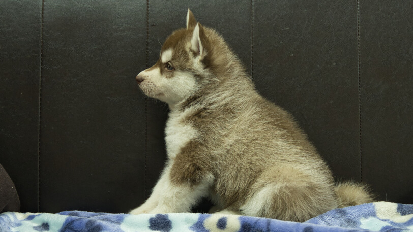 シベリアンハスキー子犬の写真No.202602162左側面3月28日現在