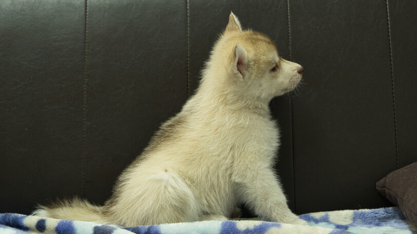シベリアンハスキー子犬の写真No.202602163右側面3月28日現在