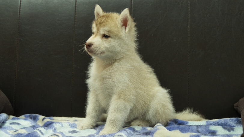 シベリアンハスキー子犬の写真No.202602163-4 3月28日現在