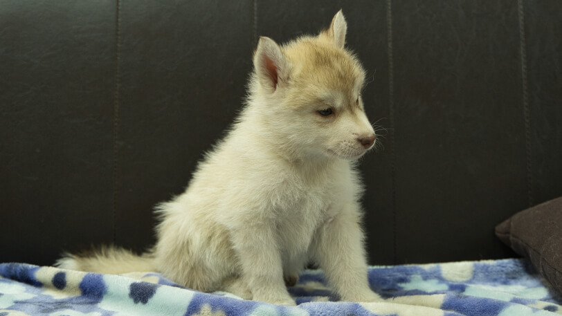 シベリアンハスキー子犬の写真No.202602163-5 3月28日現在