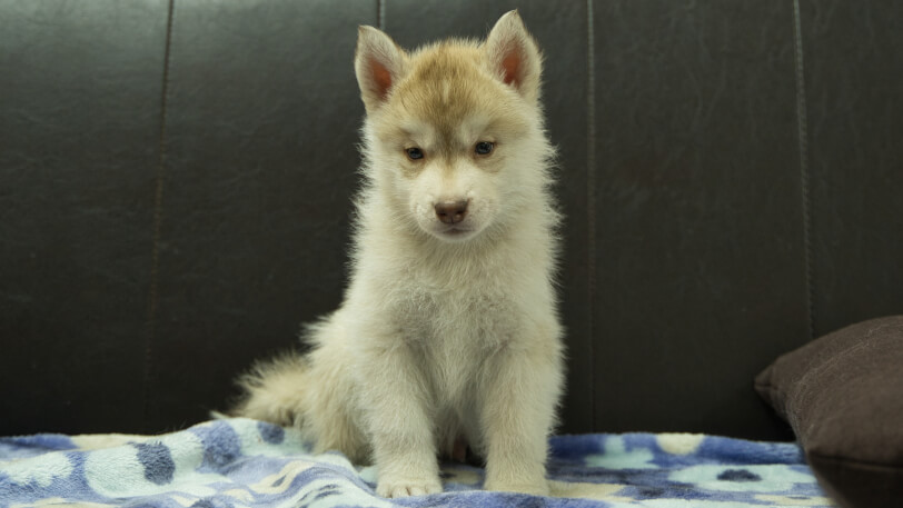 シベリアンハスキー子犬の写真No.202602163正面3月28日現在