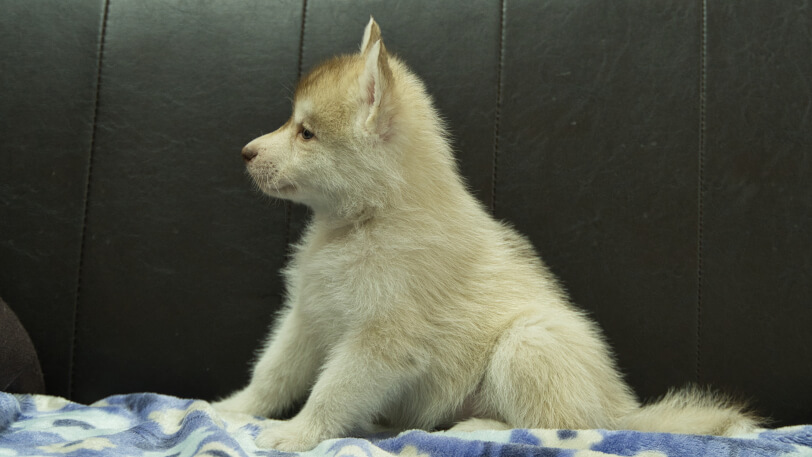 シベリアンハスキー子犬の写真No.202602163左側面3月28日現在