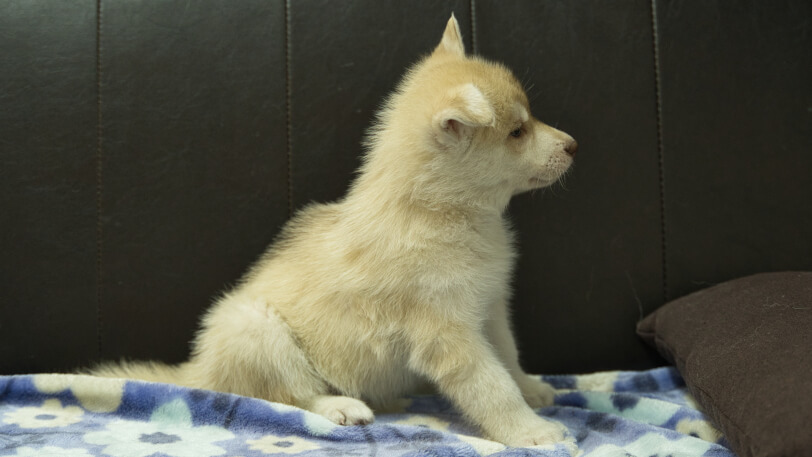 シベリアンハスキー子犬の写真No.202602164右側面3月28日現在