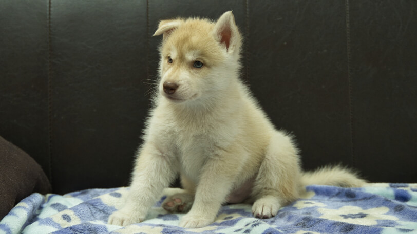 シベリアンハスキー子犬の写真No.202602164-4 3月28日現在