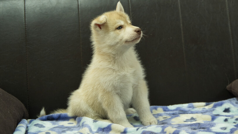 シベリアンハスキー子犬の写真No.202602164-5 3月28日現在