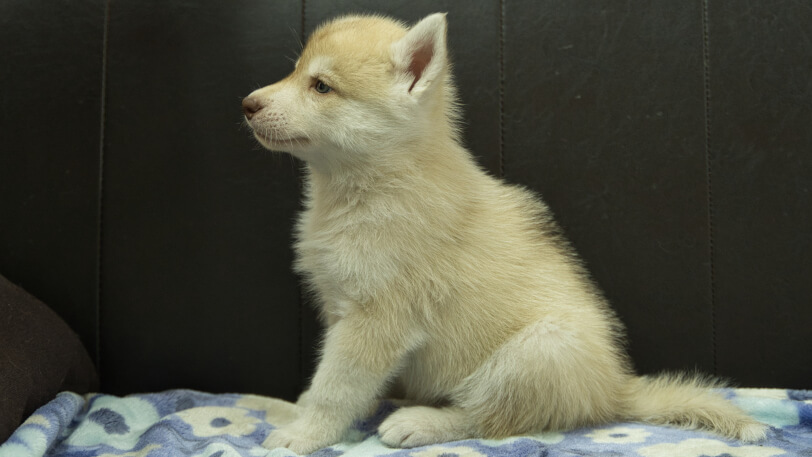 シベリアンハスキー子犬の写真No.202602164左側面3月28日現在