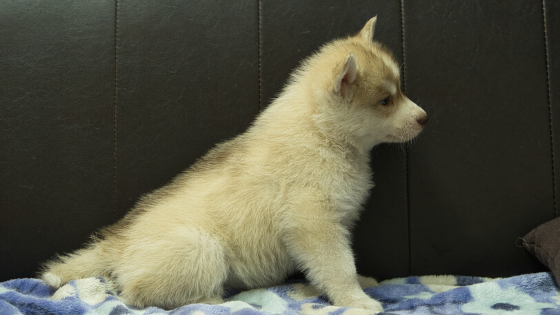 シベリアンハスキー子犬の写真No.202602166右側面3月28日現在
