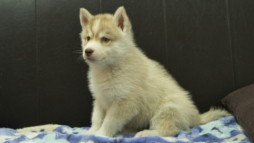 シベリアンハスキー子犬の写真No.202602166-4 3月28日現在