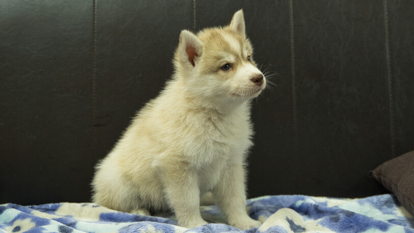 シベリアンハスキー子犬の写真No.202602166-5 3月28日現在