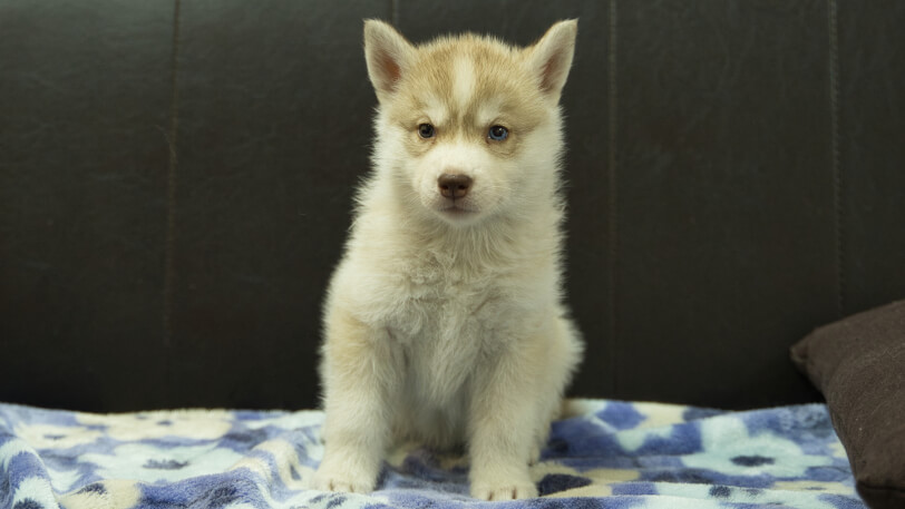 シベリアンハスキー子犬の写真No.202602166正面3月28日現在