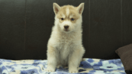 シベリアンハスキー子犬の写真No.202602166正面3月28日現在
