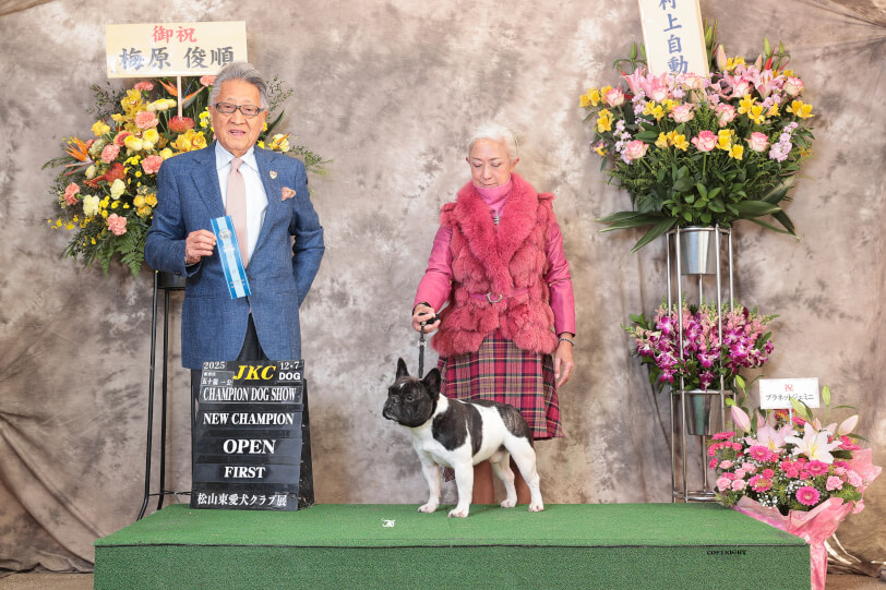 フレンチブルドッグのJKCチャンピオンのパイドのロン