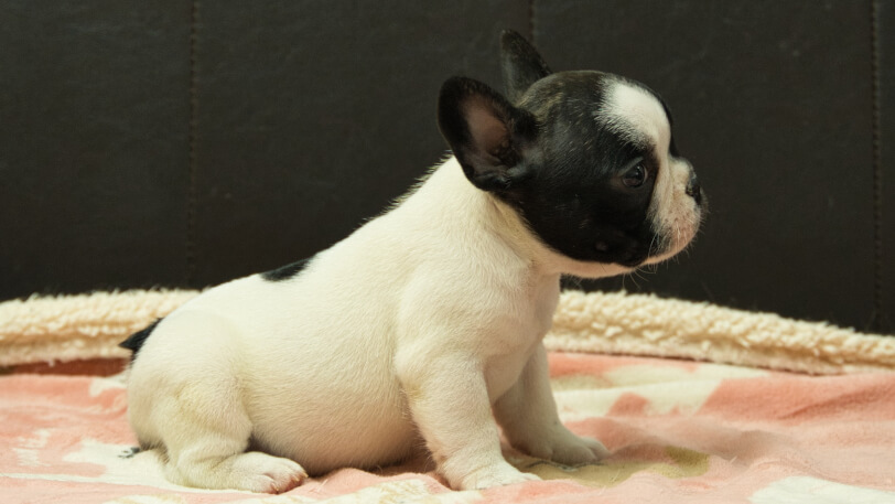 フレンチブルドッグ子犬の写真No.202602272右側面4月12日現在