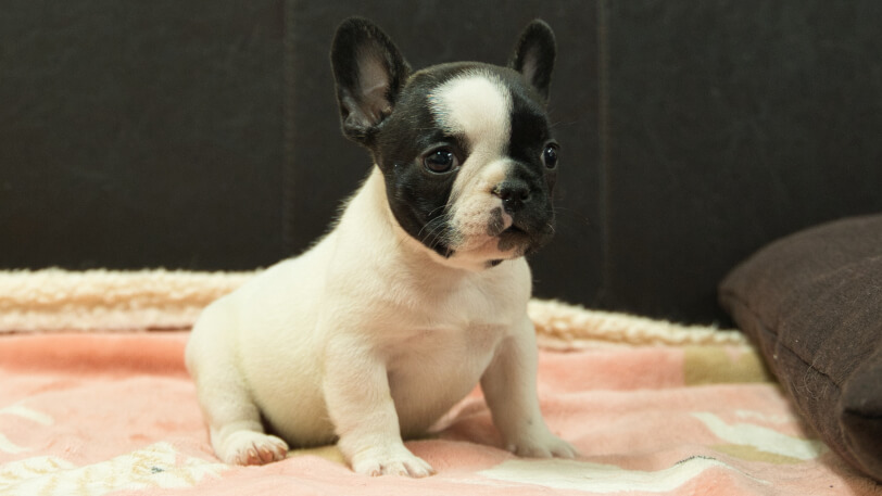 フレンチブルドッグ子犬の写真No.202602272-5 4月12日現在