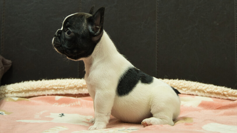 フレンチブルドッグ子犬の写真No.202602272左側面4月12日現在
