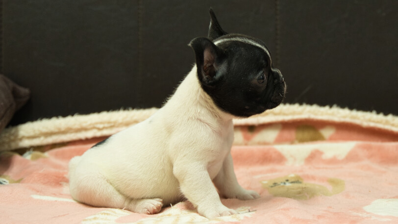 フレンチブルドッグ子犬の写真No.202602273右側面4月12日現在