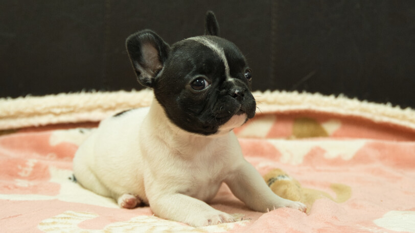 フレンチブルドッグ子犬の写真No.202602273-5 4月12日現在