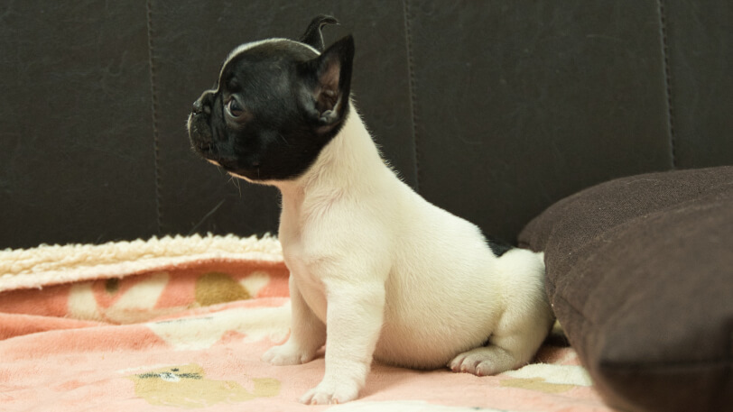 フレンチブルドッグ子犬の写真No.202602273左側面4月12日現在