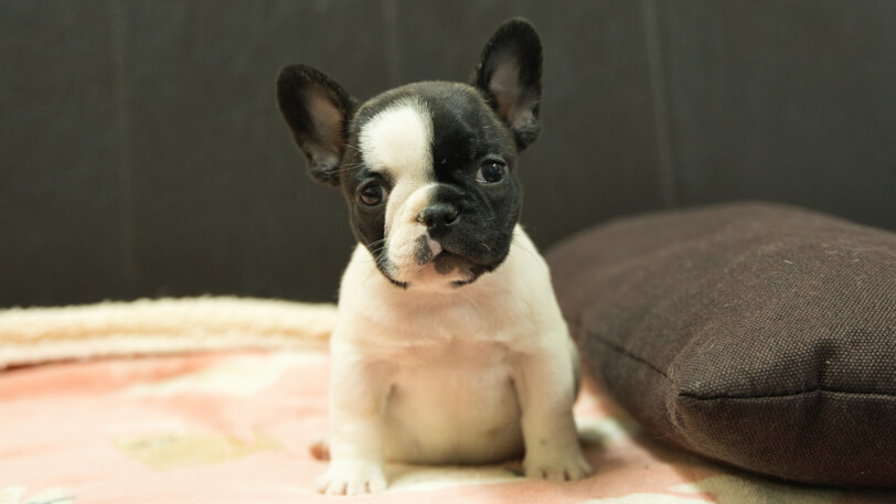 フレンチブルドッグ子犬の写真No.202602272正面4月12日現在