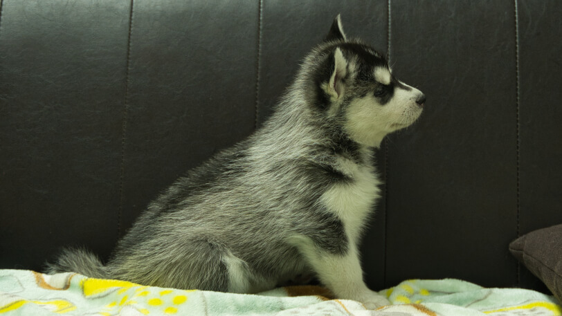 シベリアンハスキー子犬の写真No.202602221右側面3月31日現在