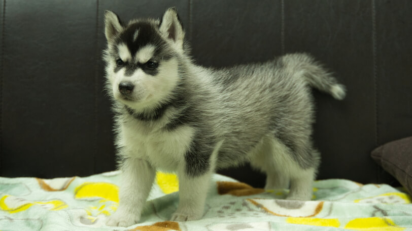 シベリアンハスキー子犬の写真No.202602221-4 3月31日現在