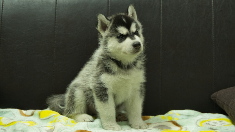 シベリアンハスキー子犬の写真No.202602221-5 3月31日現在