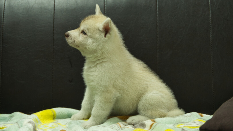 シベリアンハスキー子犬の写真No.202602225左側面3月31日現在