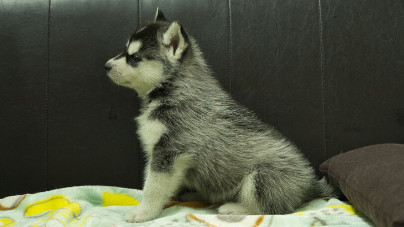 シベリアンハスキー子犬の写真No.202602221左側面3月31日現在
