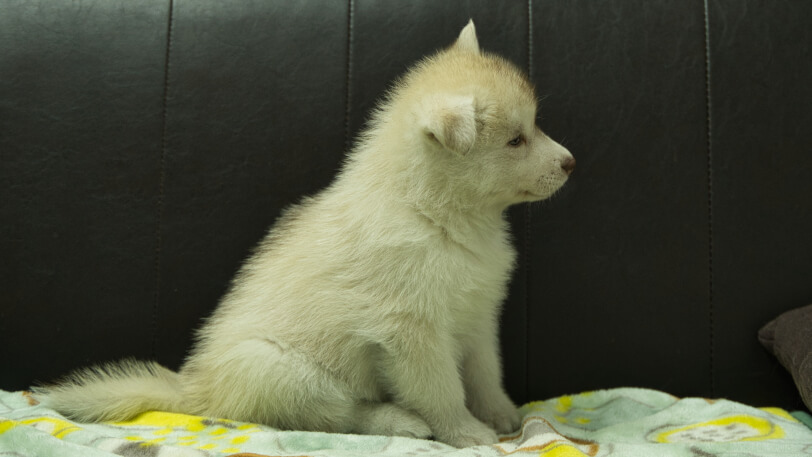 シベリアンハスキー子犬の写真No.202602222右側面3月31日現在
