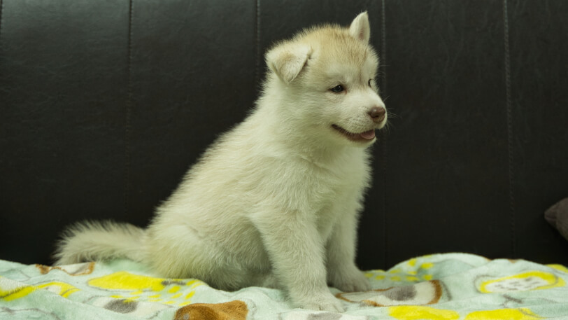 シベリアンハスキー子犬の写真No.202602222-5 3月31日現在