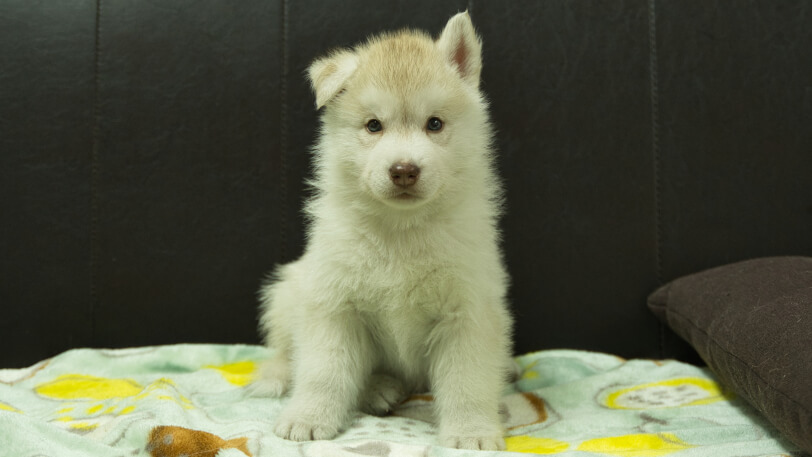 シベリアンハスキー子犬の写真No.202602222正面3月31日現在