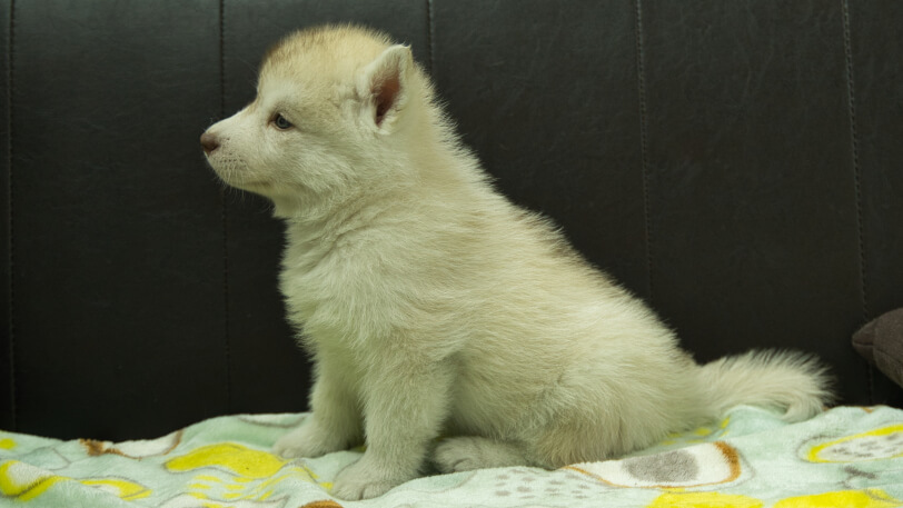 シベリアンハスキー子犬の写真No.202602222左側面3月31日現在