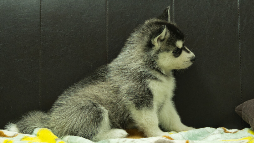 シベリアンハスキー子犬の写真No.202602223右側面3月31日現在