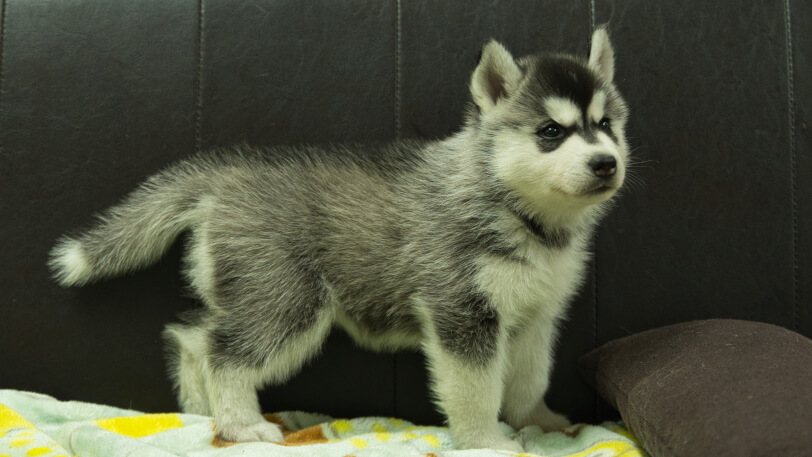 シベリアンハスキー子犬の写真No.202602223-5 3月31日現在